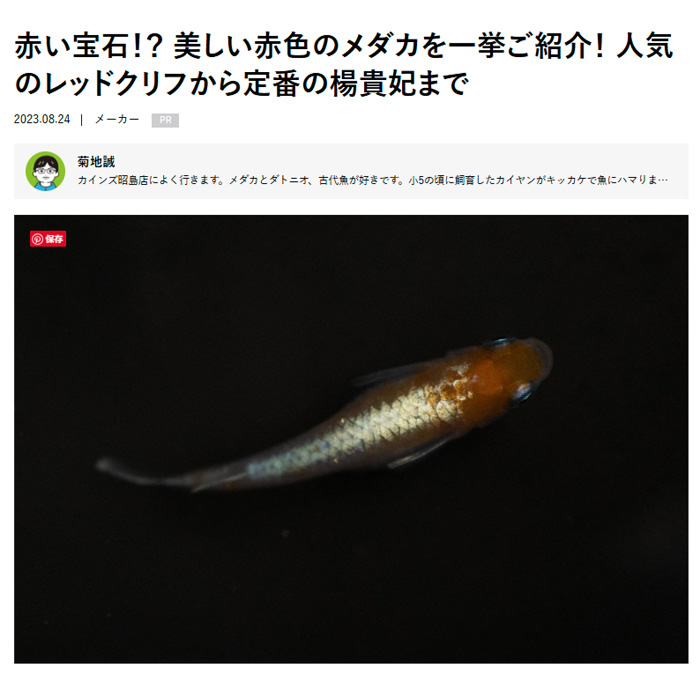 となりのカインズさん「赤い宝石！？ 美しい赤色のメダカを一挙ご紹介！ 人気のレッドクリフから定番の楊貴妃まで」