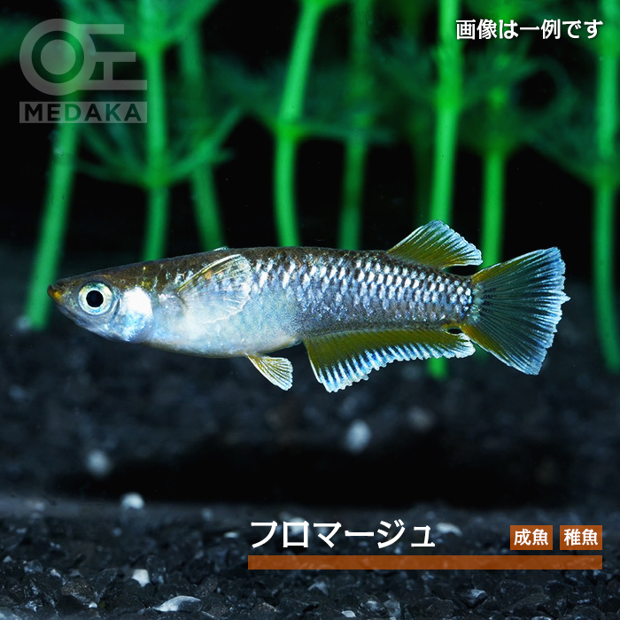 メダカ「フロマージュ」