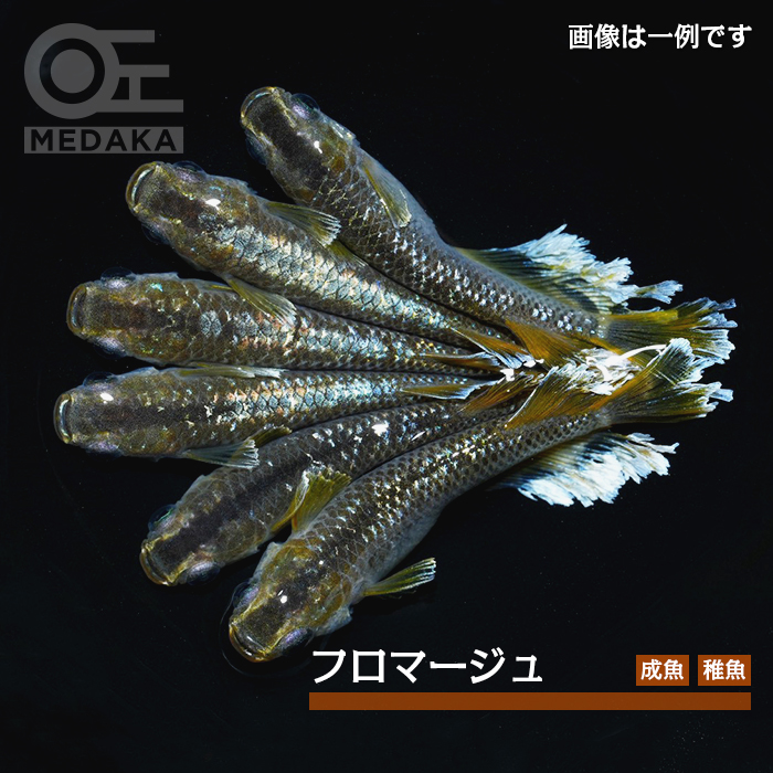 メダカ「フロマージュ」
