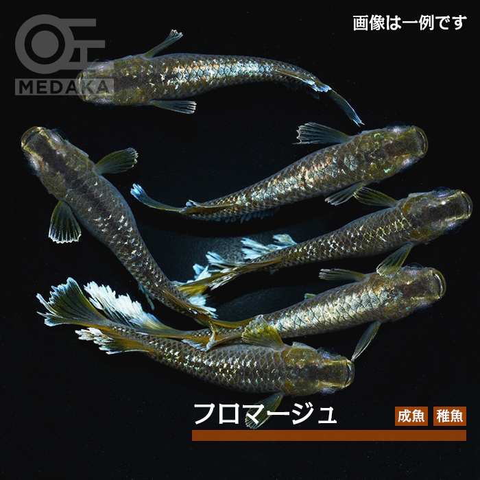 メダカ「フロマージュ」