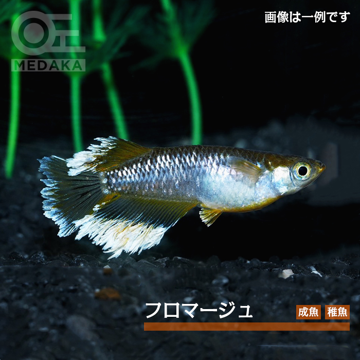 メダカ「フロマージュ」