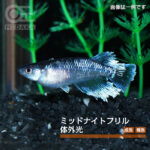 メダカ「ミッドナイトフリル体外光」