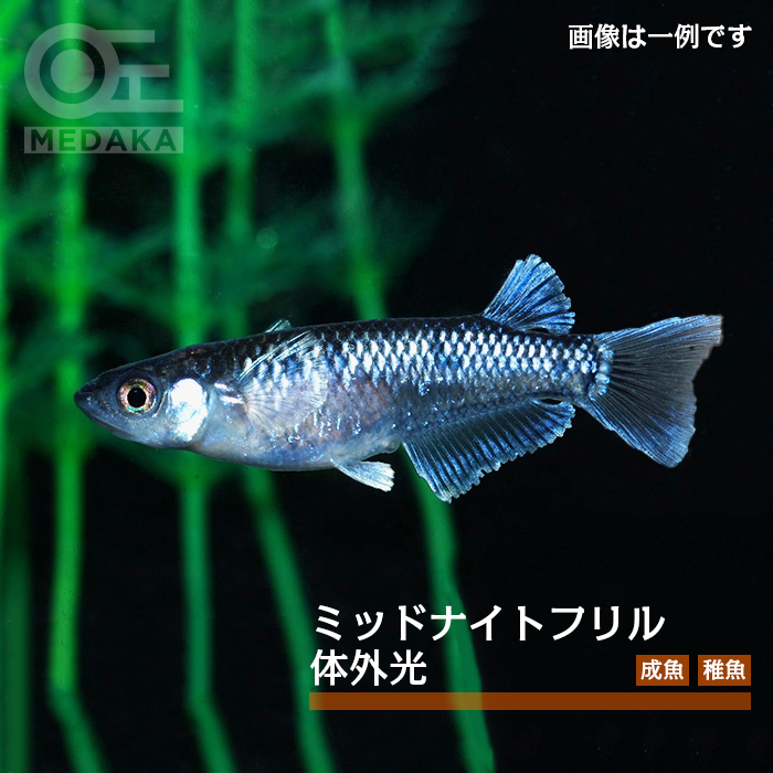 メダカ「ミッドナイトフリル体外光」