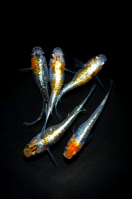 メダカ成魚