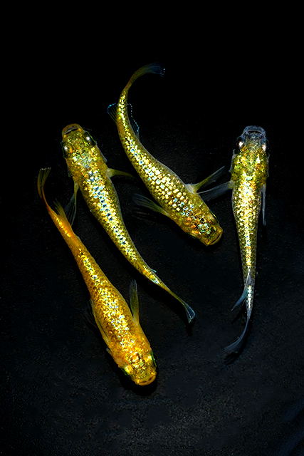 メダカ稚魚