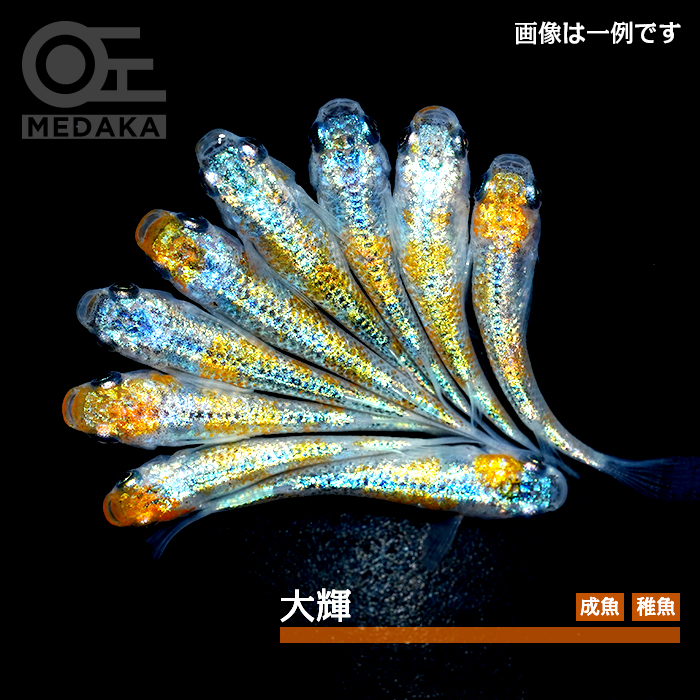 メダカ「大輝」