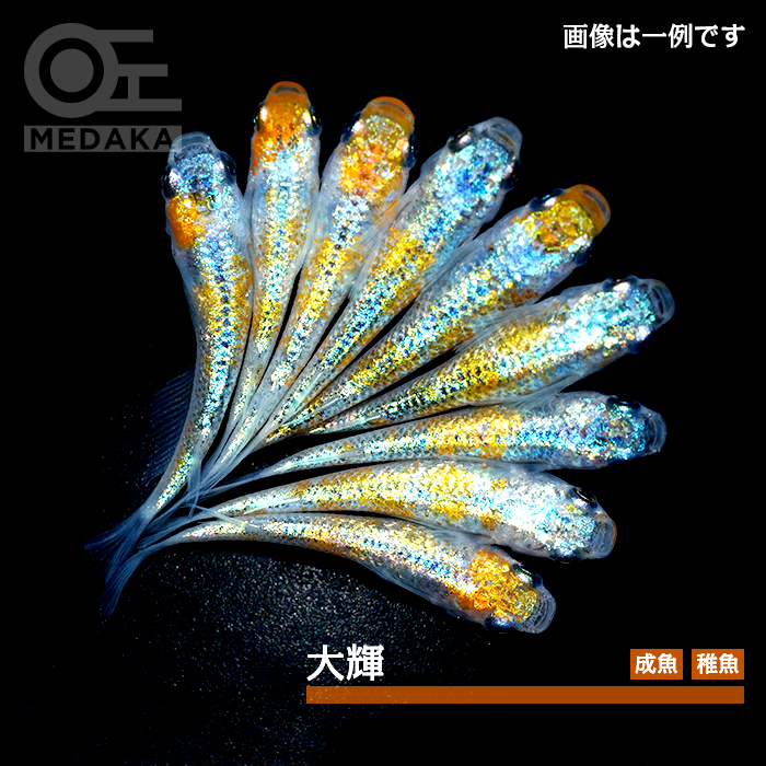 メダカ「大輝」