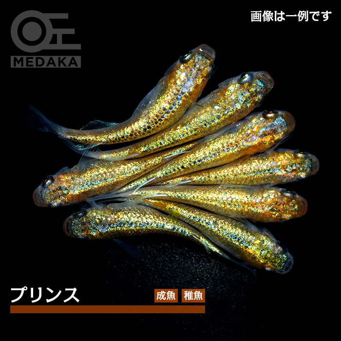 メダカ「プリンス」
