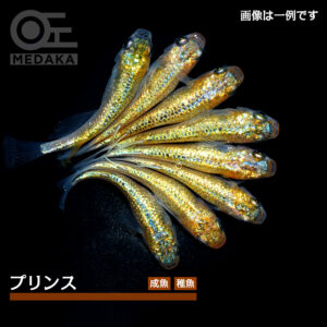 メダカ「プリンス」