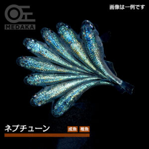 メダカ「ネプチューン」