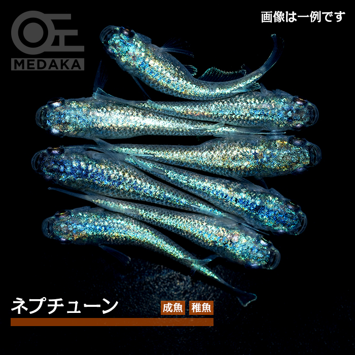 メダカ「ネプチューン」