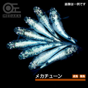 メダカ「メカチューン」