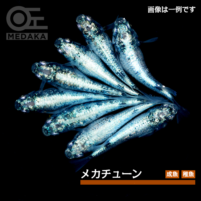メダカ「メカチューン」