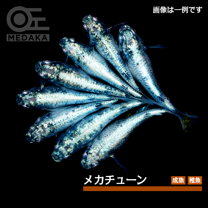 メダカ「メカチューン」