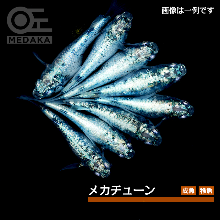 メダカ「メカチューン」