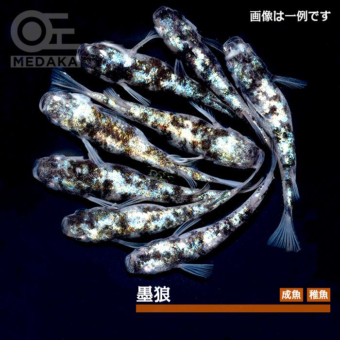 メダカ「墨狼」
