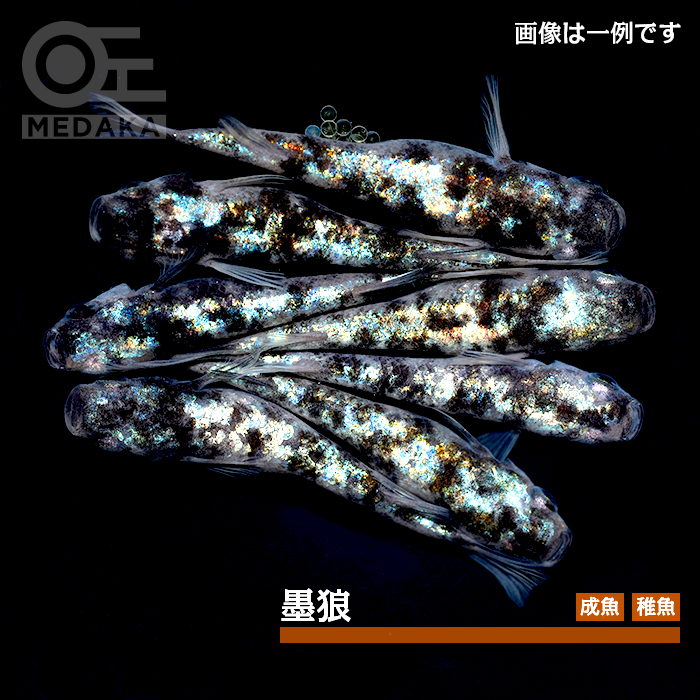メダカ「墨狼」