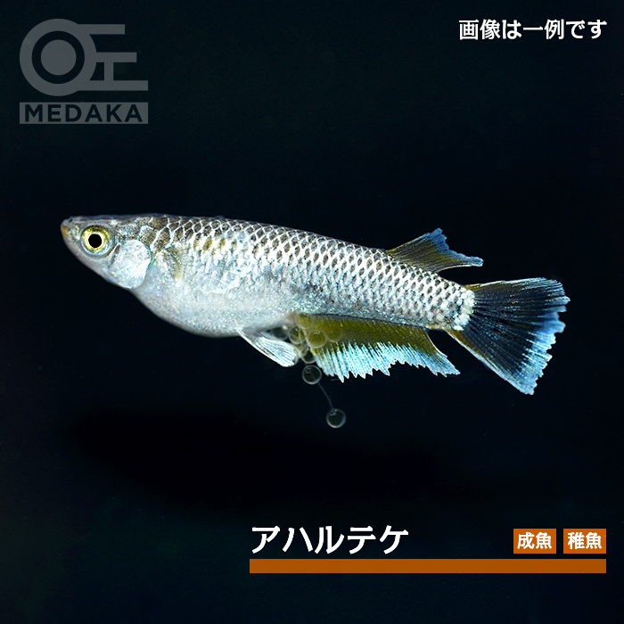 メダカ「アハルテケ」