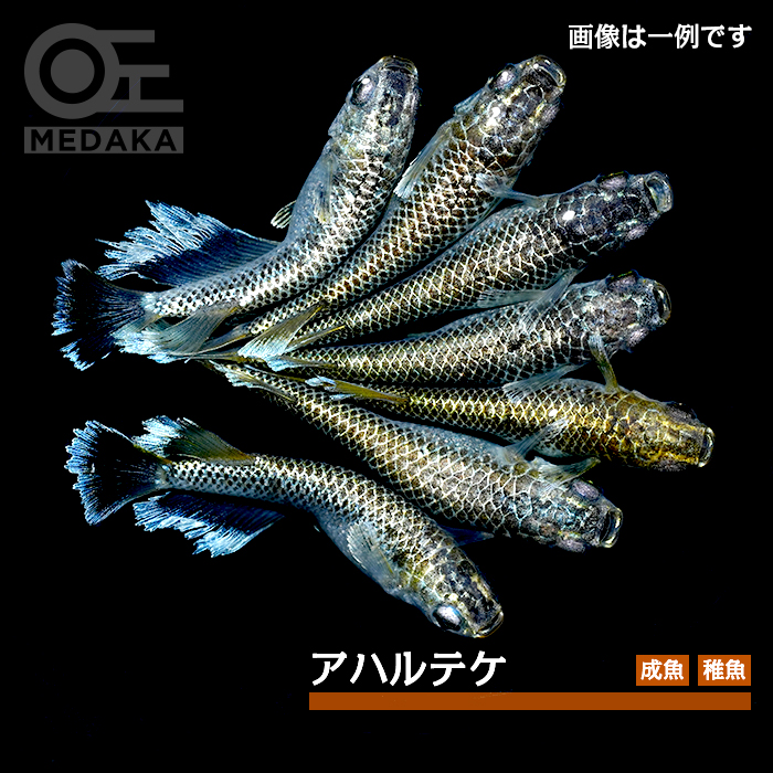 メダカ「アハルテケ」