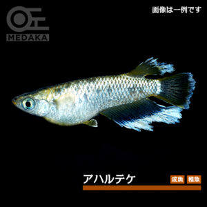 メダカ「アハルテケ」