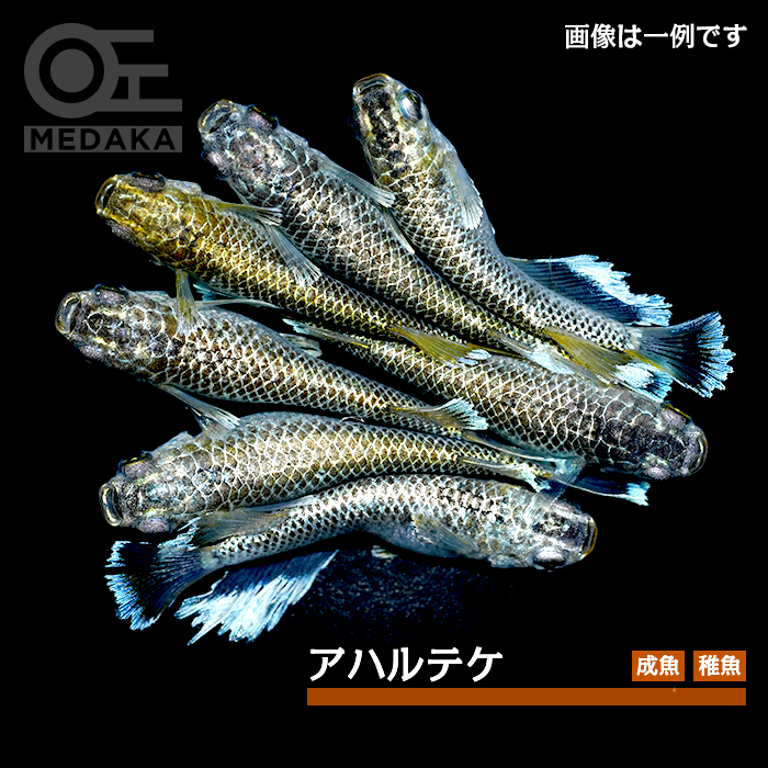 メダカ「アハルテケ」